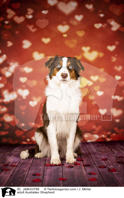 ausgewachsener Australian Shepherd / adult Australian Shepherd / JAM-03786