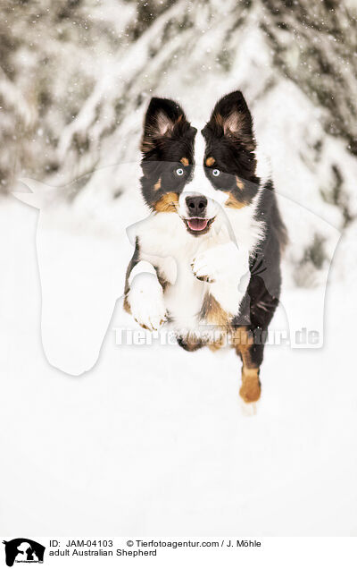 ausgewachsener Australian Shepherd / adult Australian Shepherd / JAM-04103