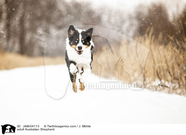 ausgewachsener Australian Shepherd / adult Australian Shepherd / JAM-04113