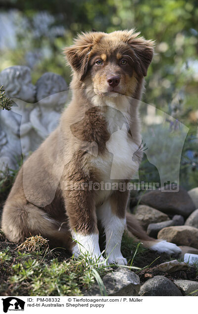 red-tri Australian Shepherd Welpe / red-tri Australian Shepherd puppy / PM-08332