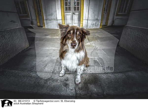 ausgewachsener Australian Shepherd / adult Australian Shepherd / BE-01013