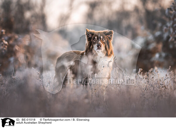 ausgewachsener Australian Shepherd / adult Australian Shepherd / BE-01018