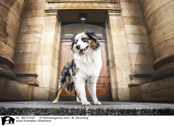 ausgewachsener Australian Shepherd / adult Australian Shepherd / BE-01020