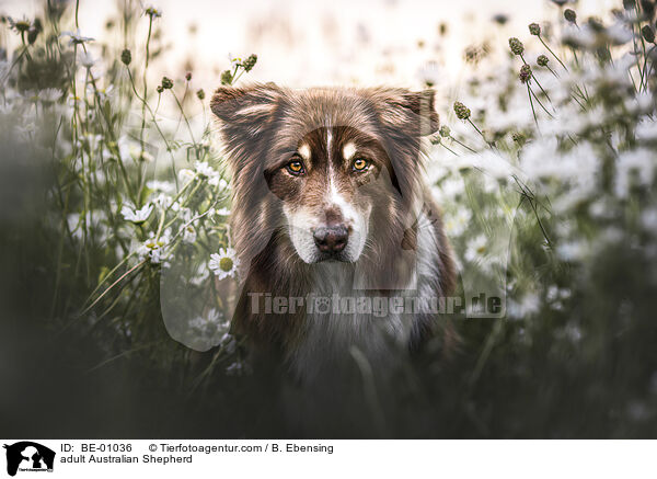 ausgewachsener Australian Shepherd / adult Australian Shepherd / BE-01036