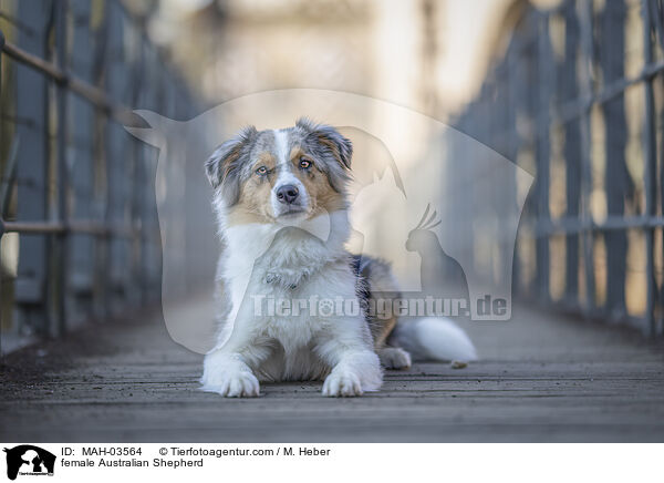 Australian Shepherd Hndin / female Australian Shepherd / MAH-03564