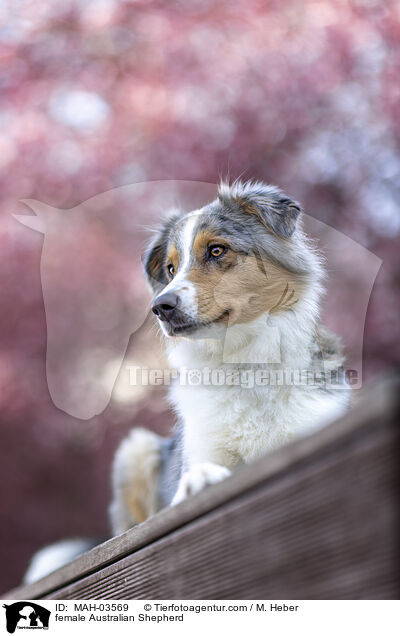 Australian Shepherd Hndin / female Australian Shepherd / MAH-03569