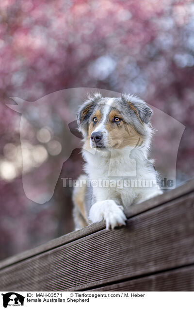 Australian Shepherd Hndin / female Australian Shepherd / MAH-03571