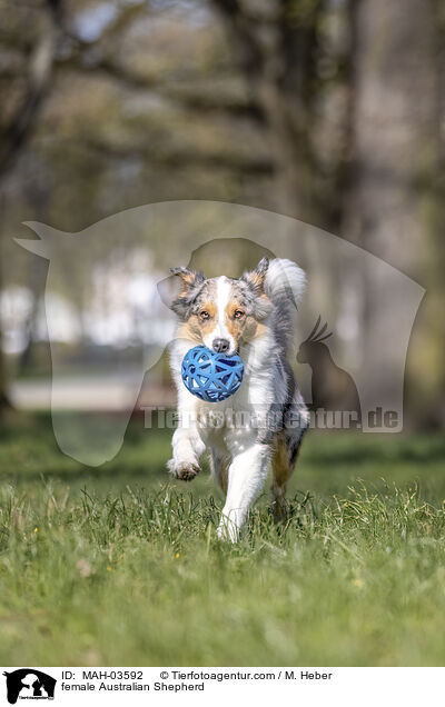 Australian Shepherd Hndin / female Australian Shepherd / MAH-03592