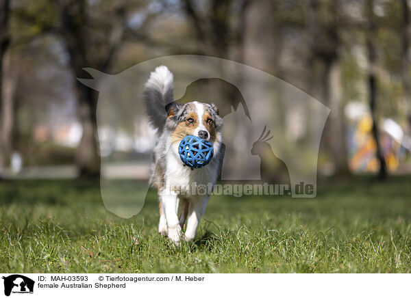 Australian Shepherd Hndin / female Australian Shepherd / MAH-03593