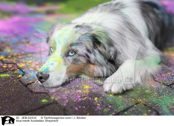 blue-merle Australian Shepherd / blue-merle Australian Shepherd / JEB-02432