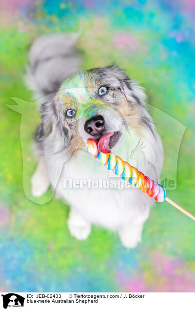 blue-merle Australian Shepherd / blue-merle Australian Shepherd / JEB-02433