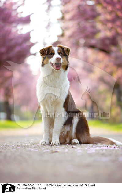 Australian Shepherd / Australian Shepherd / MASC-01123