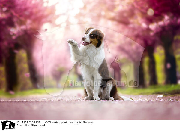 Australian Shepherd / Australian Shepherd / MASC-01135