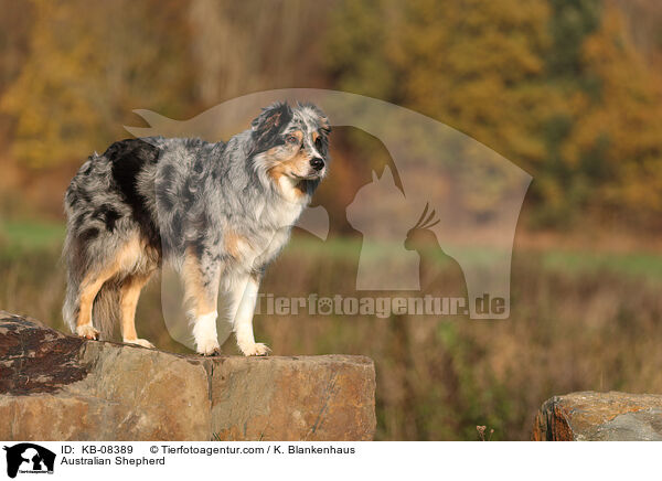 Australian Shepherd / Australian Shepherd / KB-08389