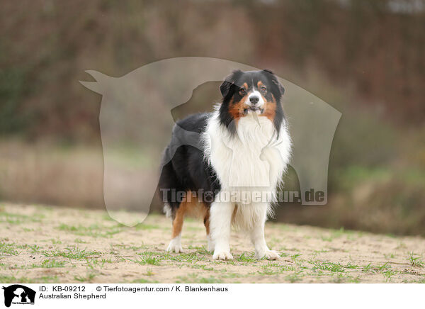 Australian Shepherd / Australian Shepherd / KB-09212