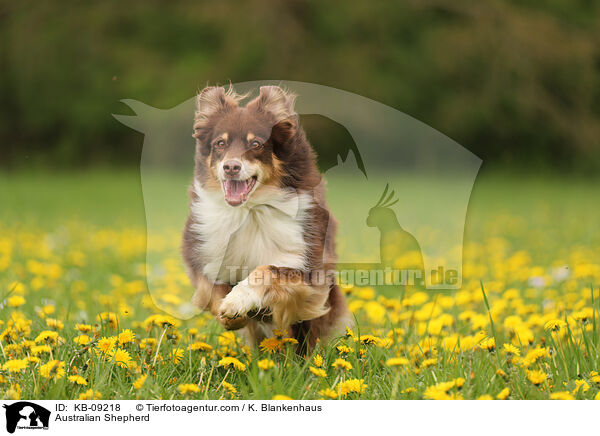 Australian Shepherd / Australian Shepherd / KB-09218