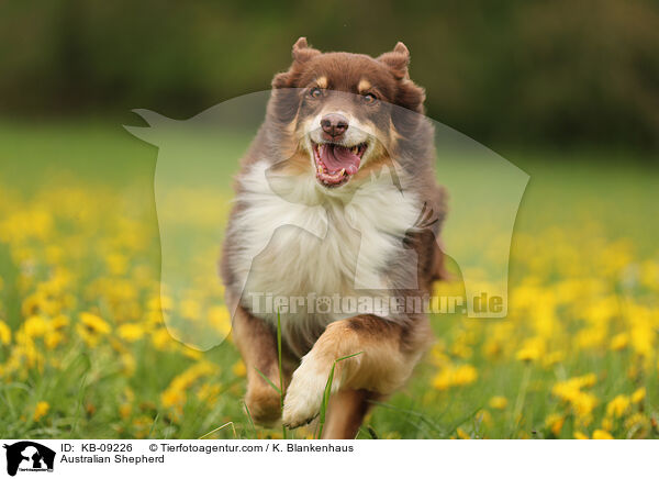 Australian Shepherd / Australian Shepherd / KB-09226