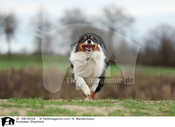 Australian Shepherd / Australian Shepherd / KB-09229