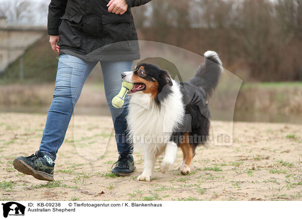 Australian Shepherd / Australian Shepherd / KB-09238