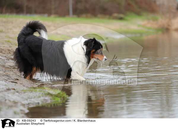 Australian Shepherd / Australian Shepherd / KB-09243