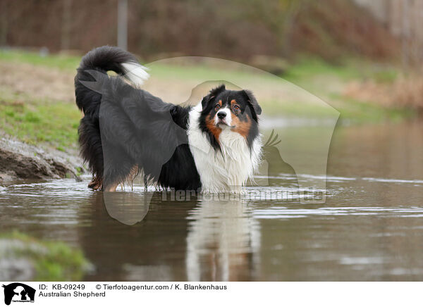 Australian Shepherd / Australian Shepherd / KB-09249