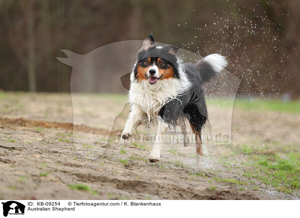 Australian Shepherd / Australian Shepherd / KB-09254