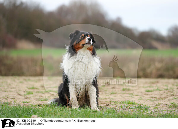 Australian Shepherd / Australian Shepherd / KB-09286