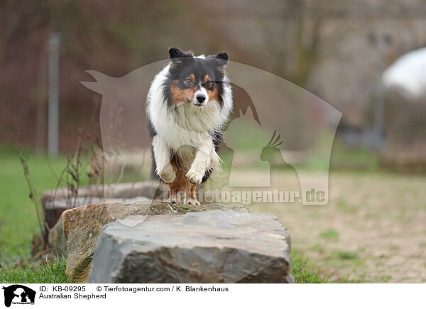 Australian Shepherd / Australian Shepherd / KB-09295