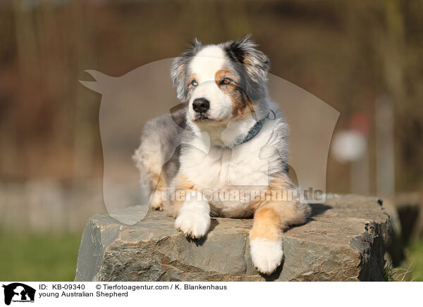 junger Australian Shepherd / young Australian Shepherd / KB-09340