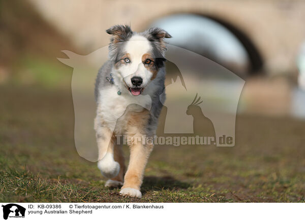 junger Australian Shepherd / young Australian Shepherd / KB-09386