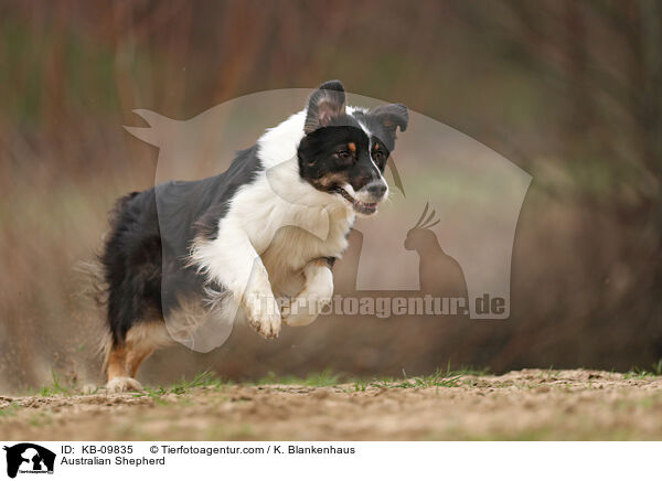 Australian Shepherd / Australian Shepherd / KB-09835