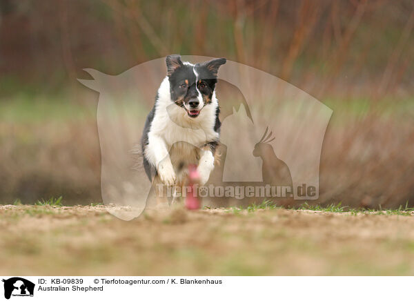 Australian Shepherd / Australian Shepherd / KB-09839