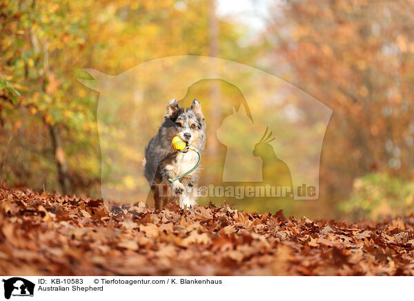 Australian Shepherd / Australian Shepherd / KB-10583