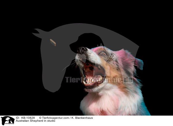 Australian Shepherd im Studio / Australian Shepherd in studio / KB-10828