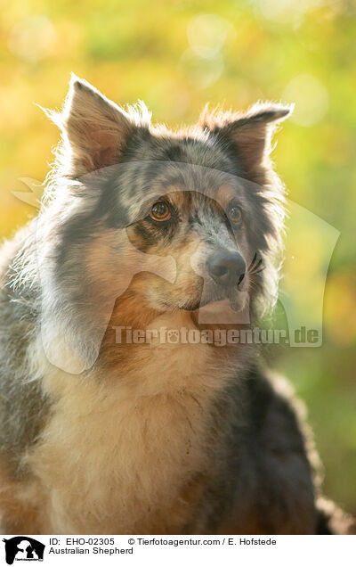 Australian Shepherd / Australian Shepherd / EHO-02305