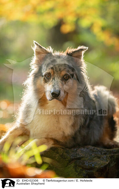 Australian Shepherd / Australian Shepherd / EHO-02306