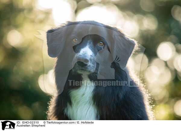 Australian Shepherd / Australian Shepherd / EHO-02310