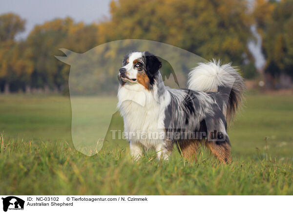 Australian Shepherd / Australian Shepherd / NC-03102