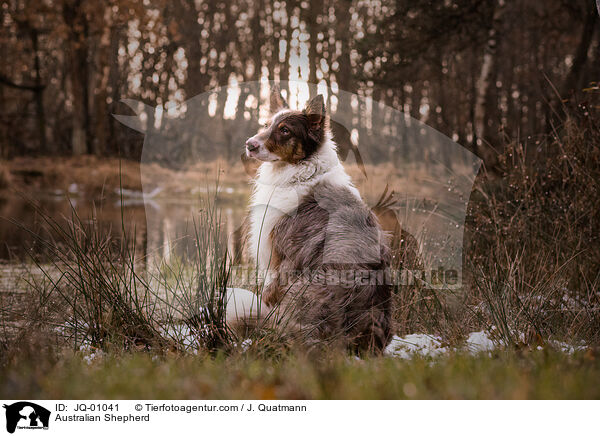 Australian Shepherd / Australian Shepherd / JQ-01041