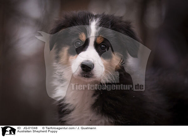 Australian Shepherd Welpe / Australian Shepherd Puppy / JQ-01048