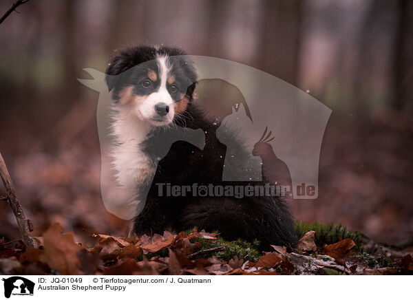 Australian Shepherd Welpe / Australian Shepherd Puppy / JQ-01049