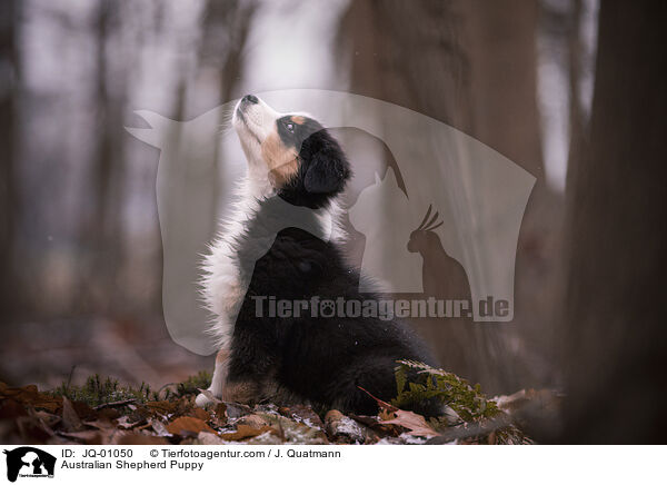 Australian Shepherd Welpe / Australian Shepherd Puppy / JQ-01050