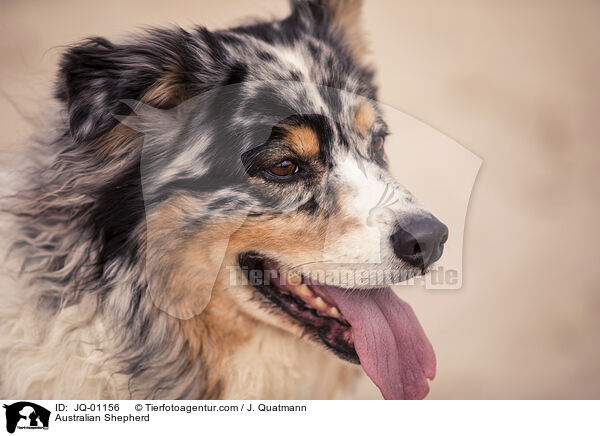 Australian Shepherd / Australian Shepherd / JQ-01156