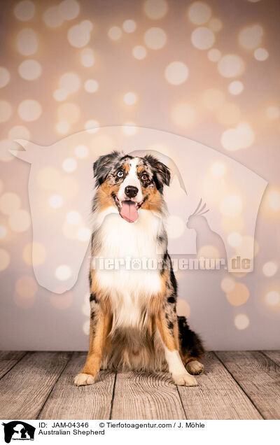 Australian Shepherd / Australian Shepherd / JAM-04346