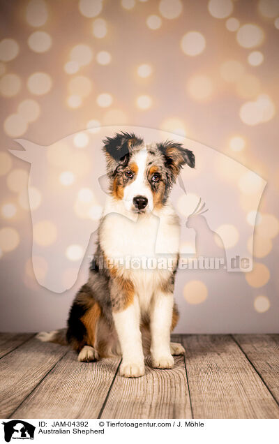 Australian Shepherd / Australian Shepherd / JAM-04392