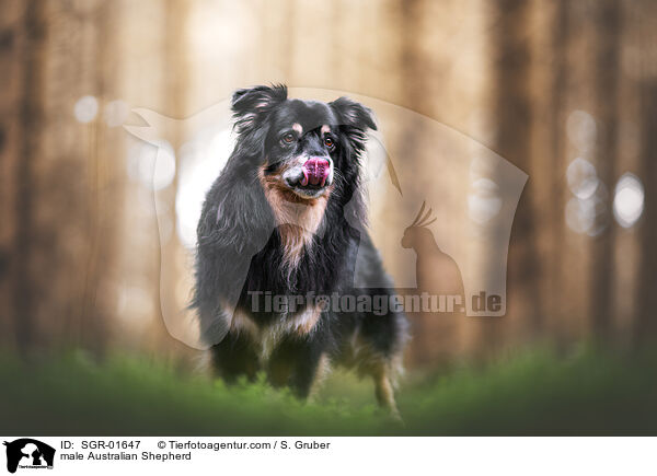 Australian Shepherd Rde / male Australian Shepherd / SGR-01647