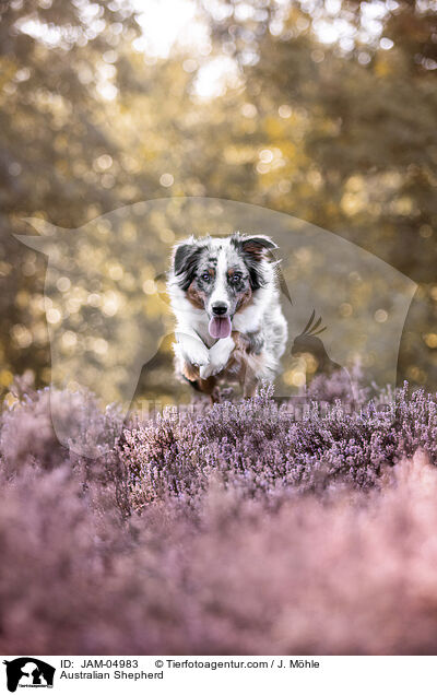 Australian Shepherd / Australian Shepherd / JAM-04983