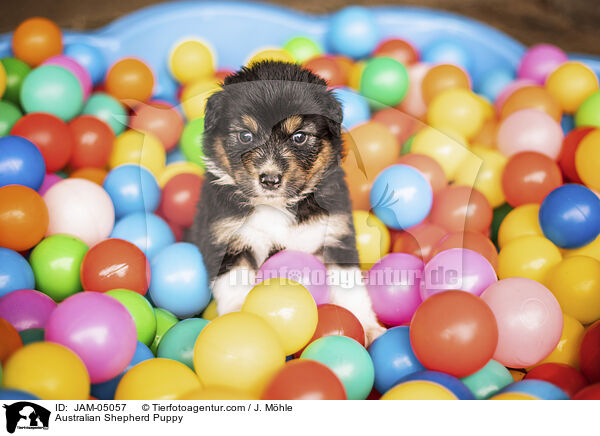 Australian Shepherd Welpe / Australian Shepherd Puppy / JAM-05057