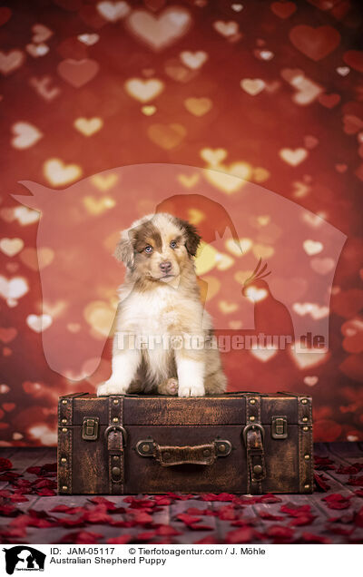 Australian Shepherd Welpe / Australian Shepherd Puppy / JAM-05117