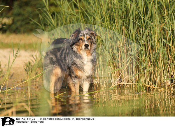 Australian Shepherd / Australian Shepherd / KB-11102